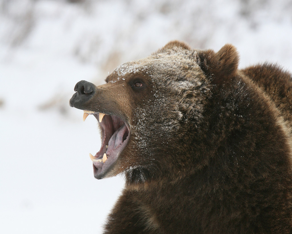 Bear - shutterstock_37164175