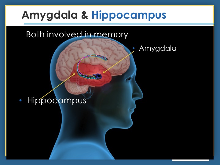 amygdala & Hippocampus